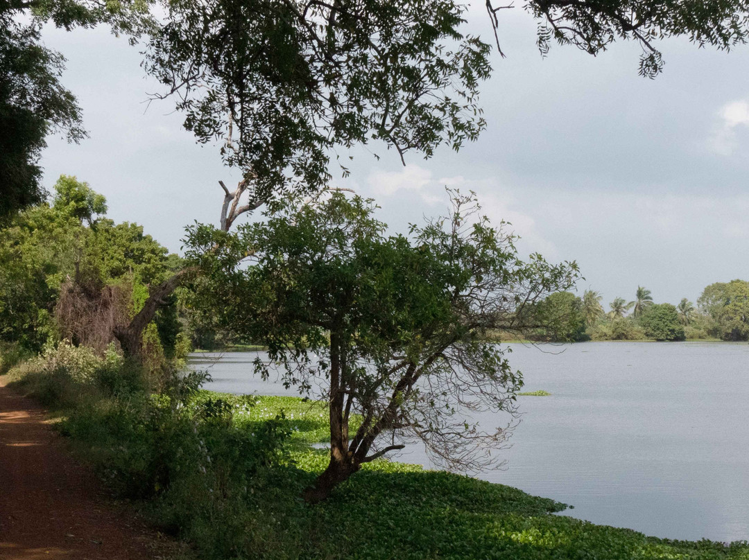 Anawilundawa Wetland Sanctuary景点图片