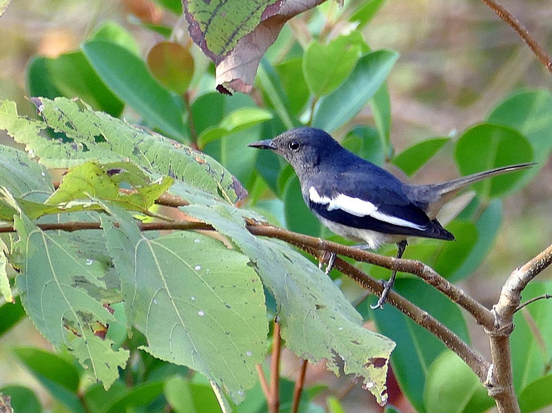 Coco Shambhala主图