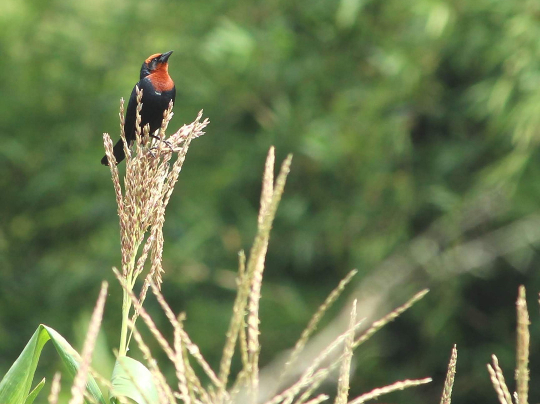 Rota das Araucarias-Sao Bento do Sapucai必去景点