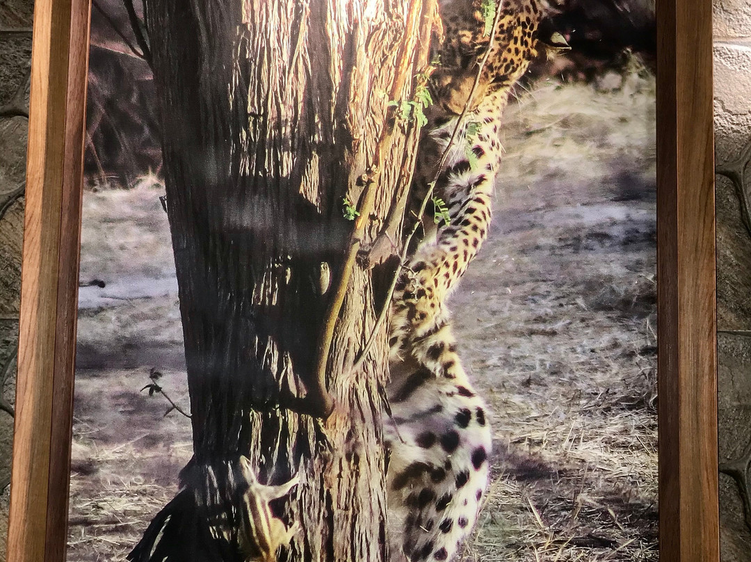 Jhalana Leopard Safari-斋蒲尔必去景点