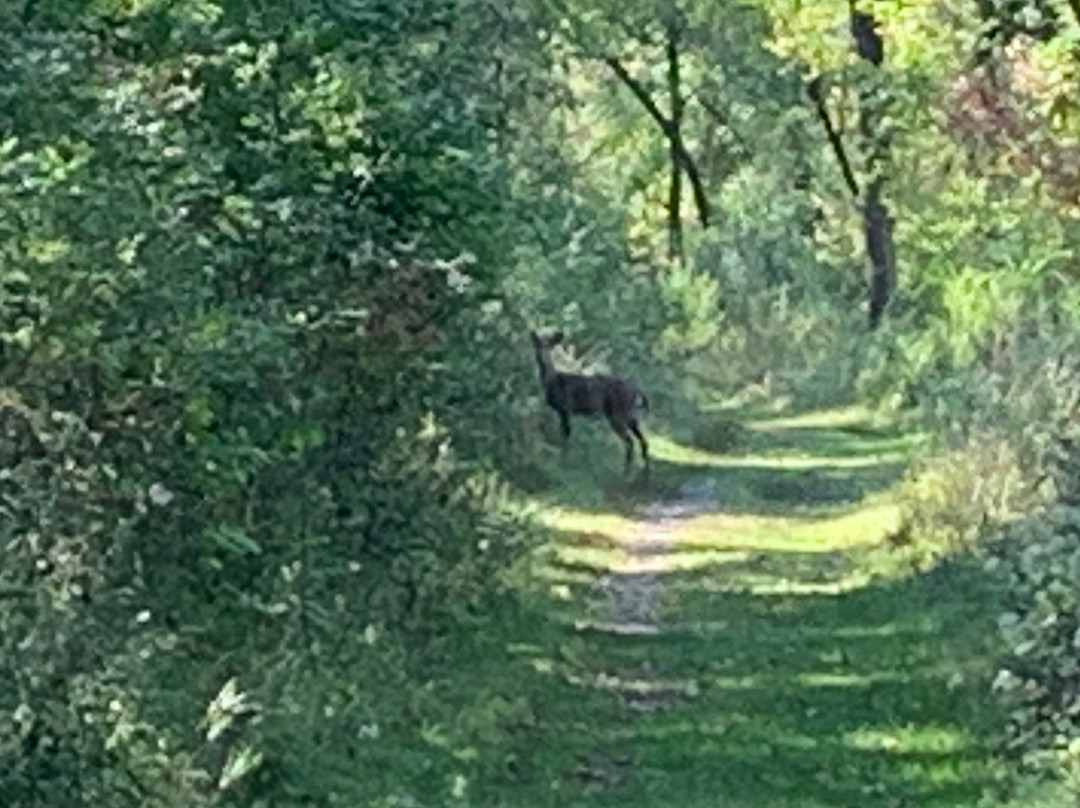 Matthaei Botanical Gardens-安娜堡必去景点