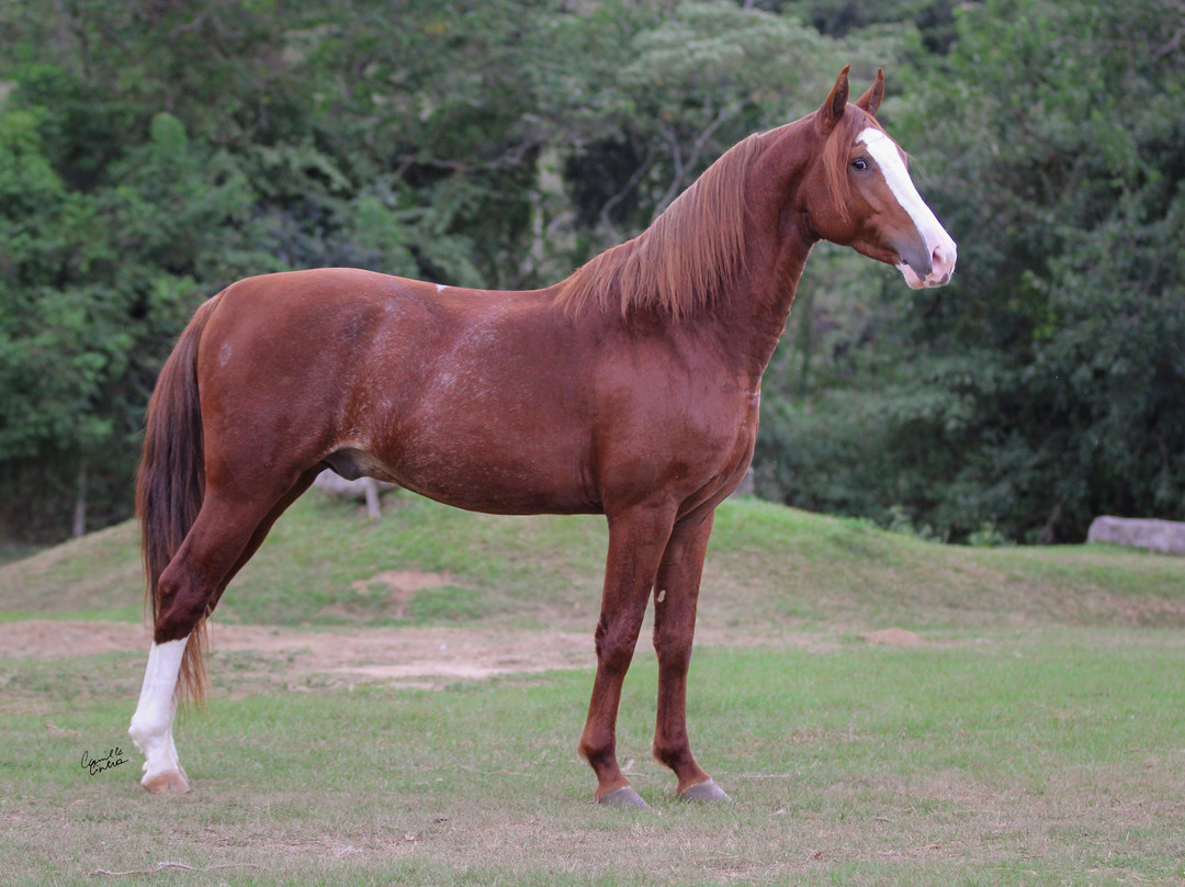 Centro Hipico Hipocampo