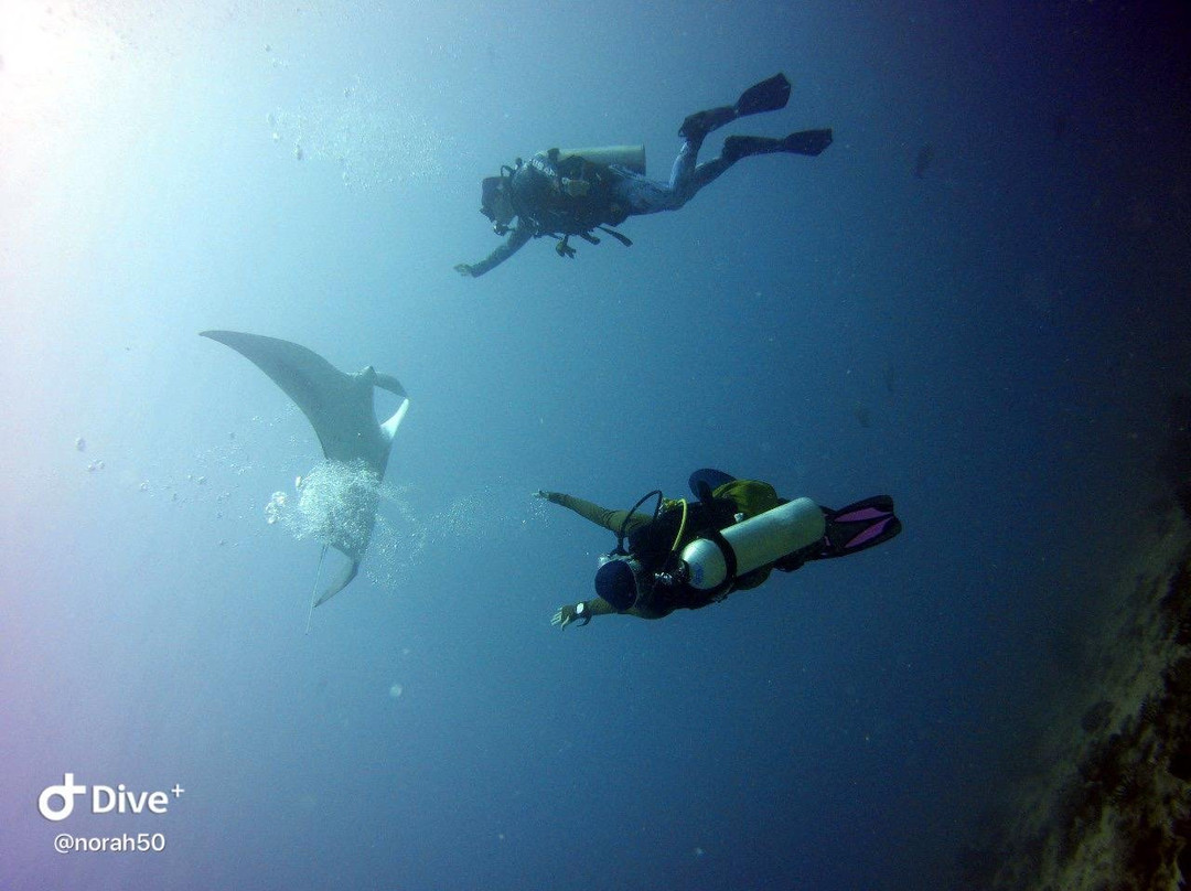 Sub Oceanic Dive Club-幸福岛必去景点