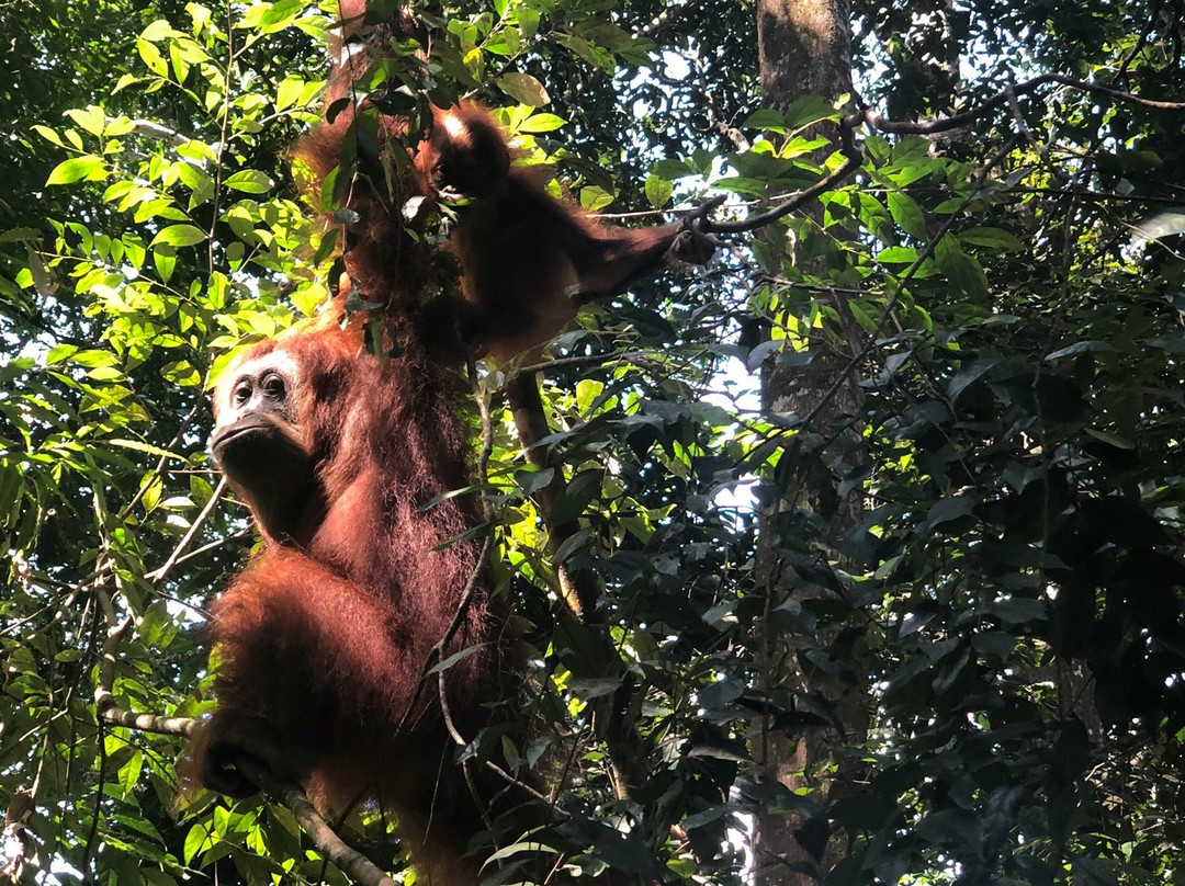 Orangutan-Country Bukit Lawang-武吉拉旺必去景点