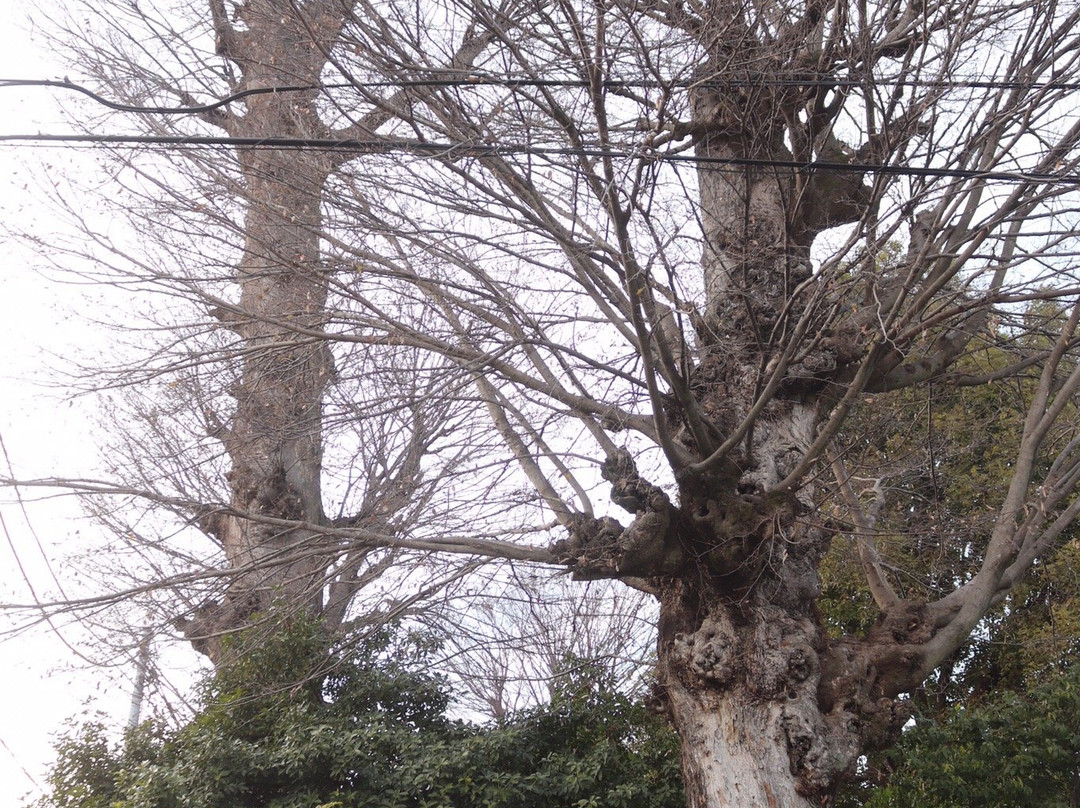 Konzoin Temple-小金井市必去景点