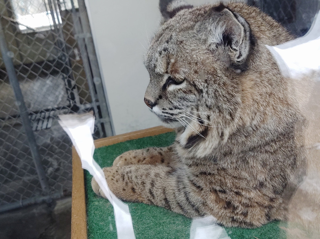 Wildwood Zoo-Marshfield必去景点