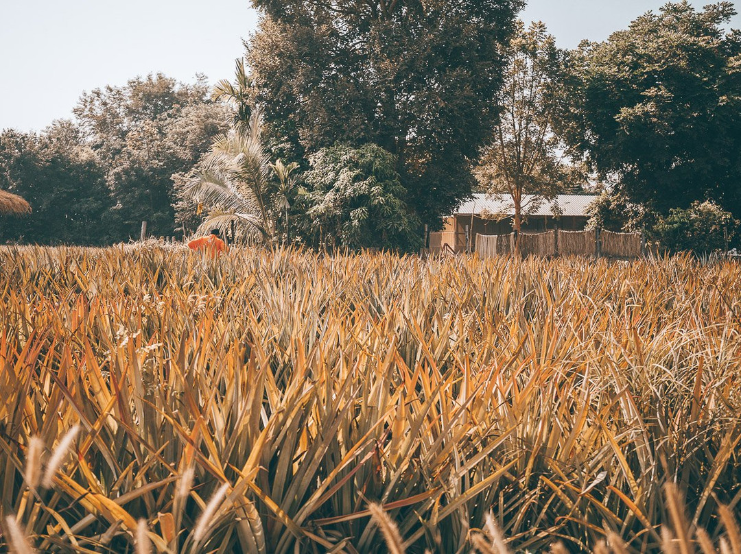SvayChek Organic Farm-暹粒必去景点