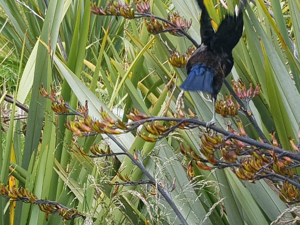 Orokonui Lagoon Walk-Waitati必去景点