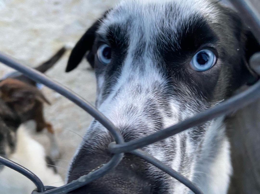 Lapland Sleddog Adventures景点图片