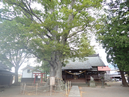 Shiratori Shrine-东御市必去景点