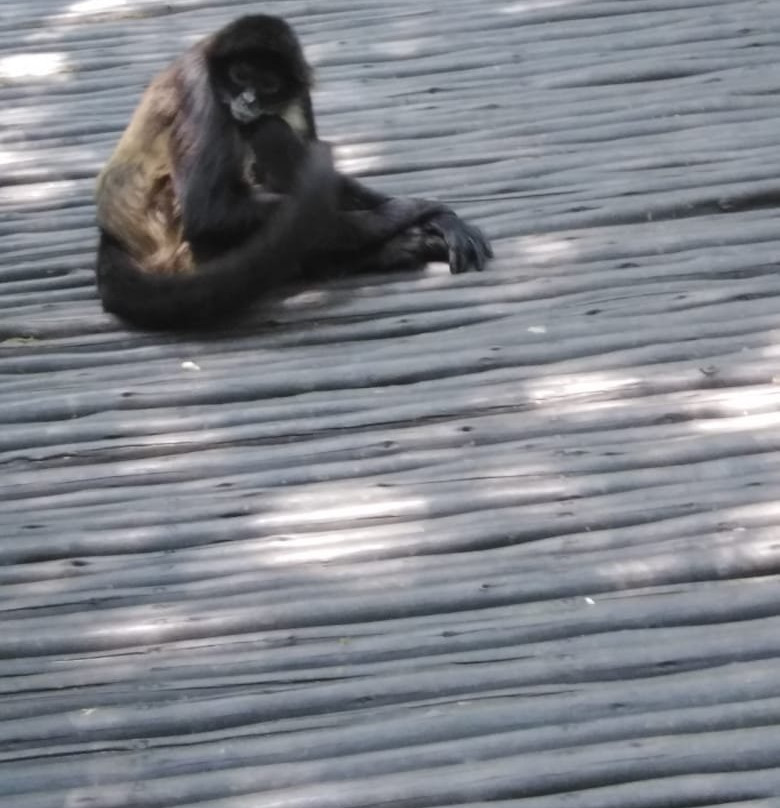 Bush Babies Monkey Sanctuary-哈特比斯普特必去景点