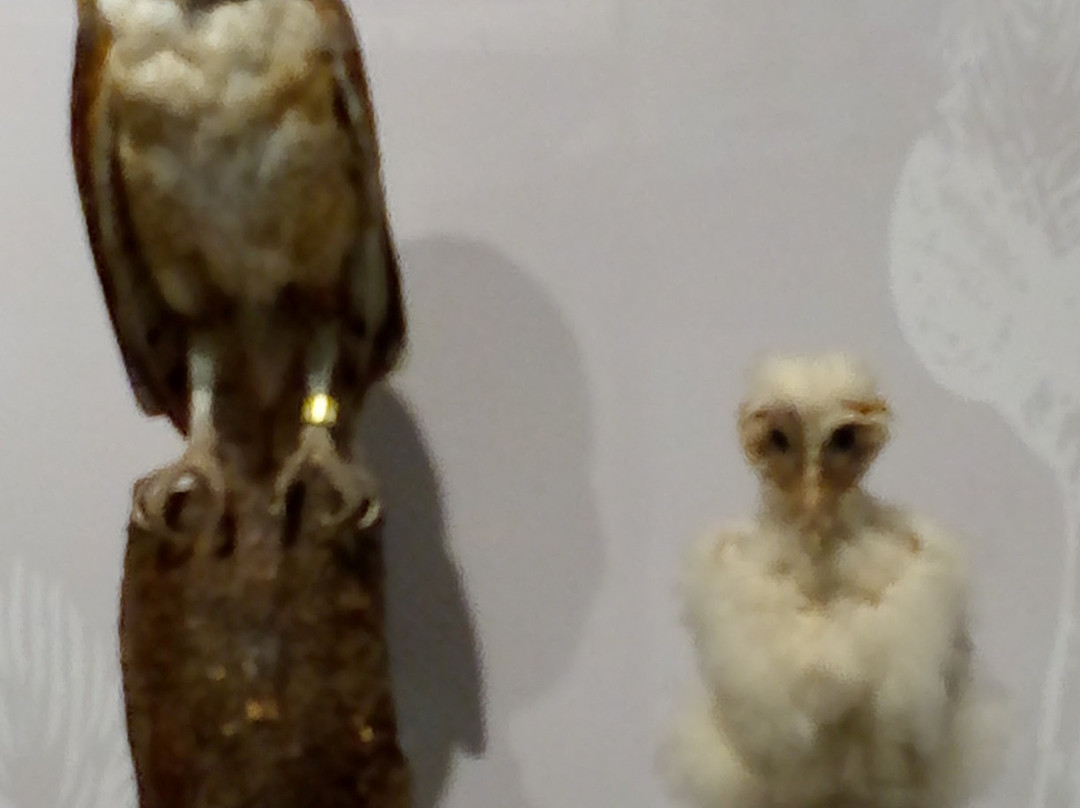 Museo de las Aves-萨尔蒂必去景点