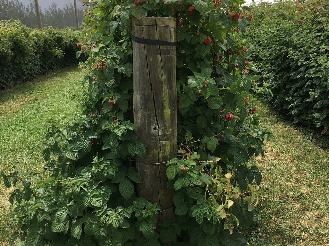 Tram Road Fruit Farm景点图片