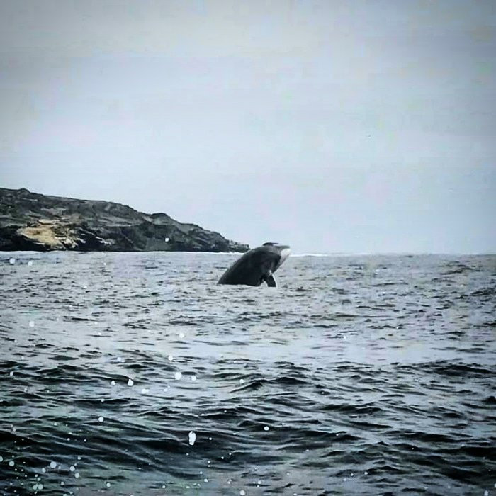 Whale Watching Chile-拉塞雷纳必去景点