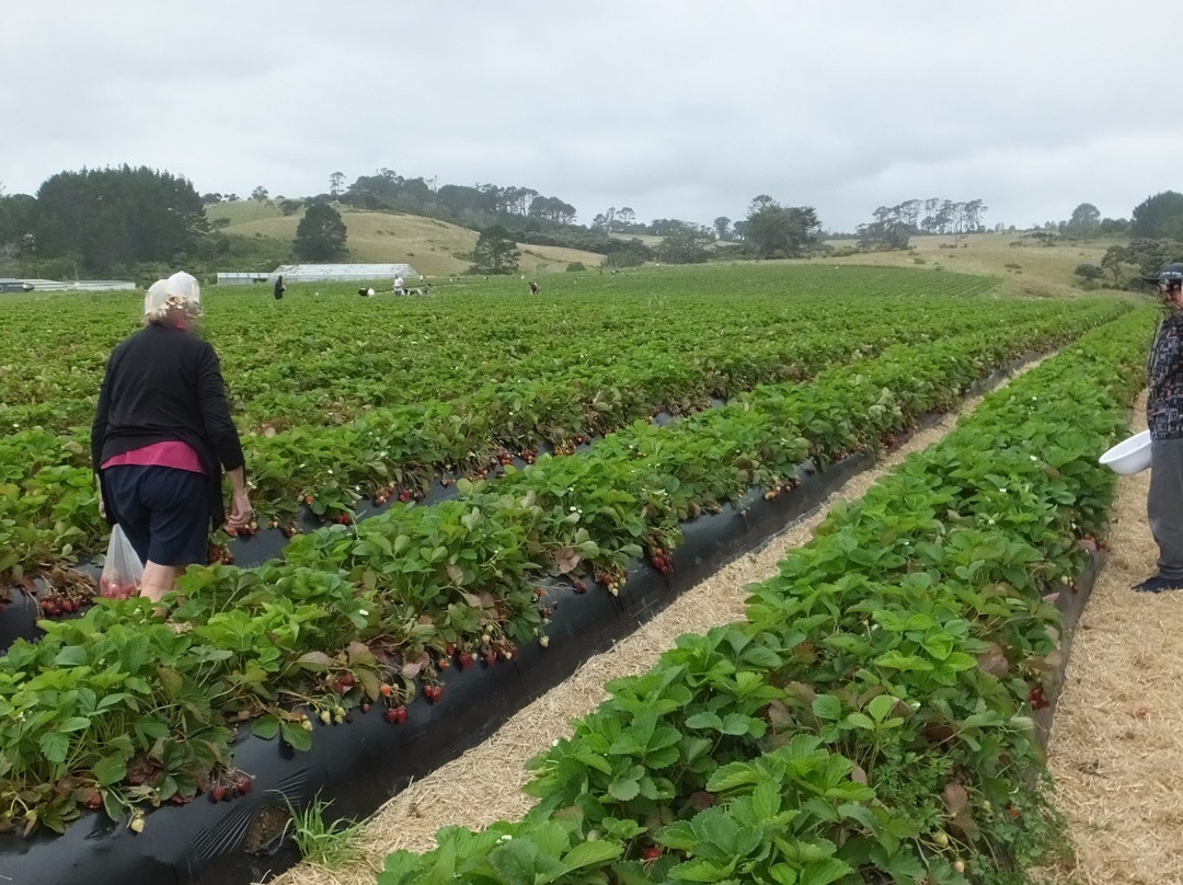 Zaknich Farms Strawberries景点图片