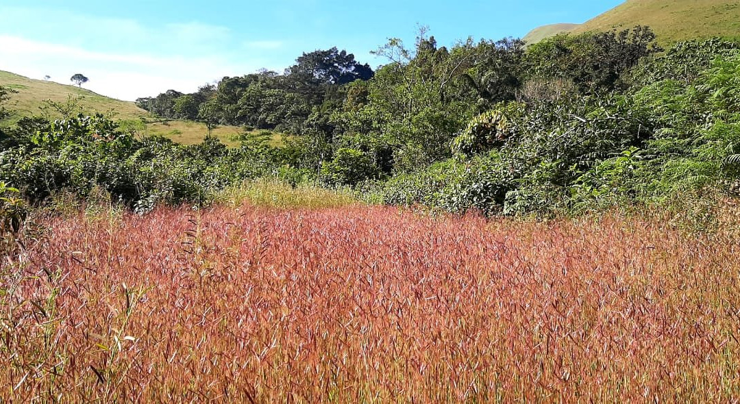 Kudremukh Peak景点图片