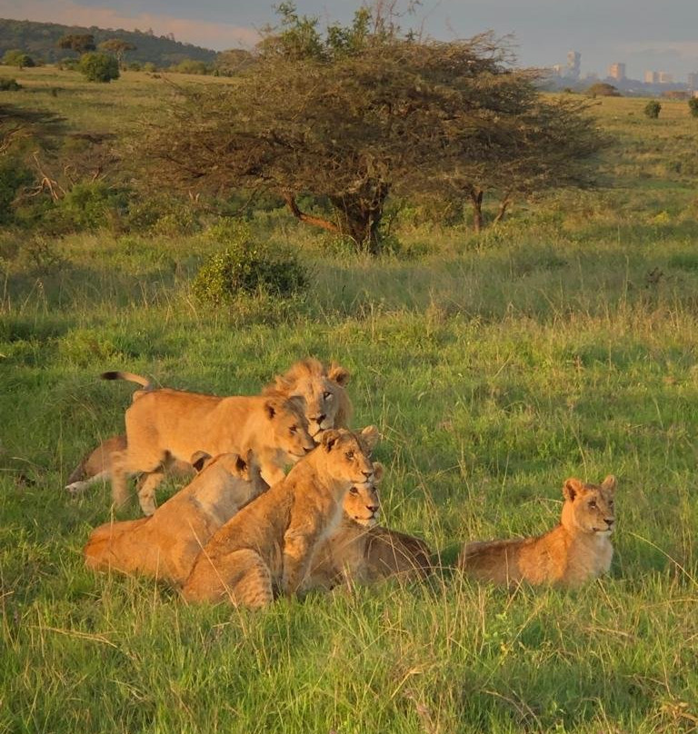 Kenya Tours And Safaris景点图片