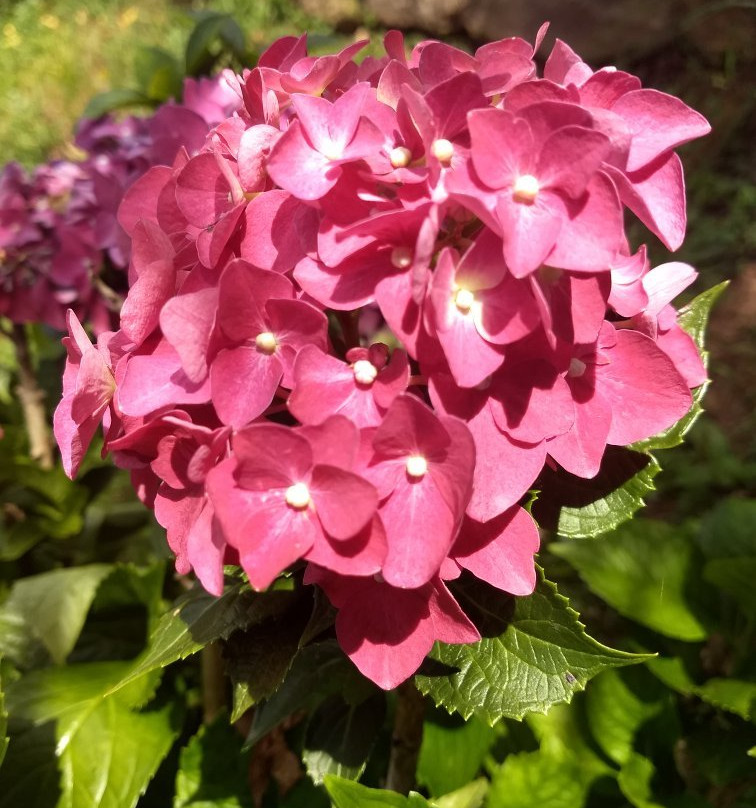 Ervateira Marcon - Natural de Gramado-格拉玛多必去景点