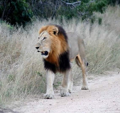 Kruger Via Canyon Safaris-雾观必去景点