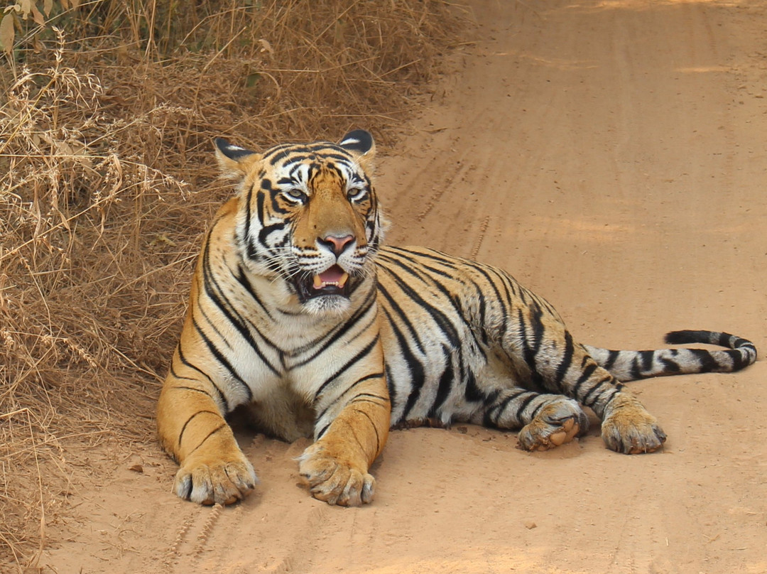 Hotel Ranthambore Regency主图