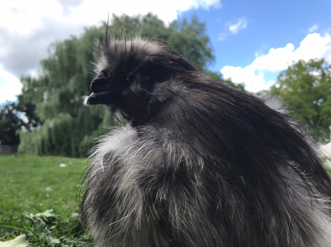 Farm Sanctuary景点图片