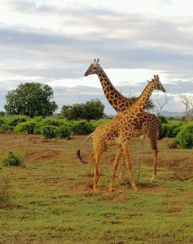 THOMAS SAFARI KENYA-瓦塔木必去景点