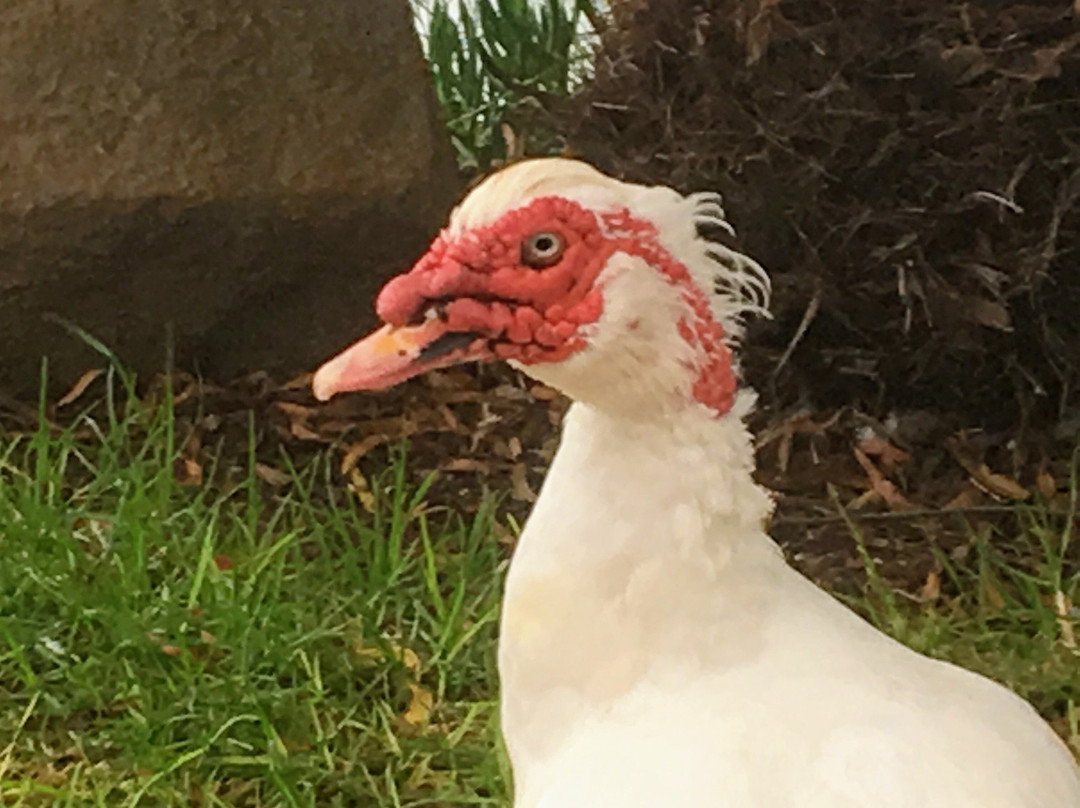 Quinta San Carlos主图