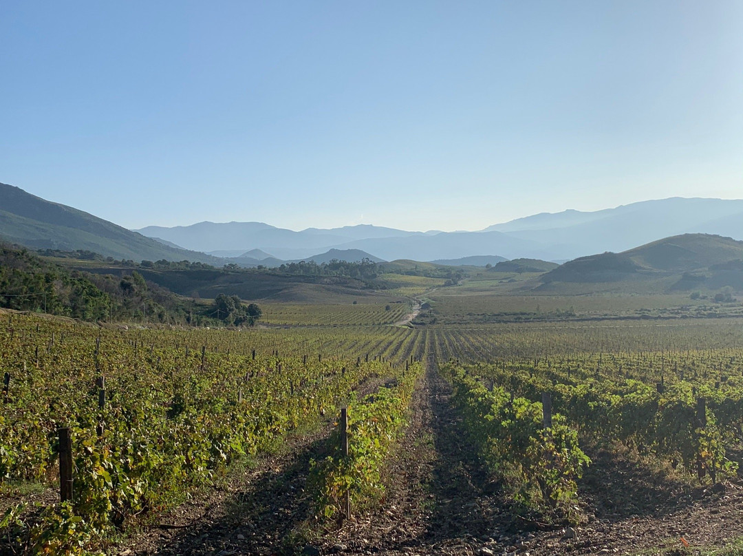 Corsica Wine Tours-Bastia必去景点