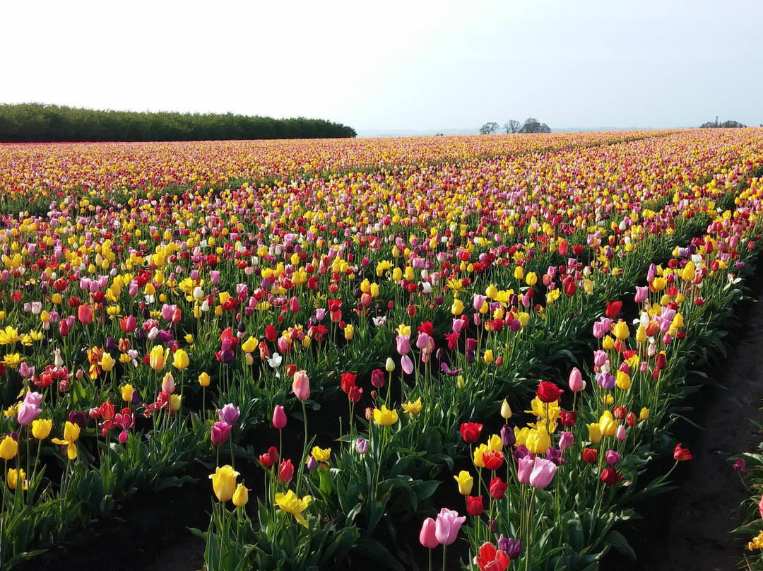 Wooden Shoe Tulip Farm景点图片