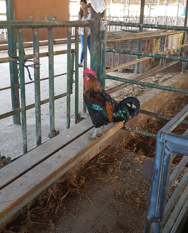 Shvil Parot HaChalav (Milky Cow Way)-Beit Lechem Haglilit必去景点