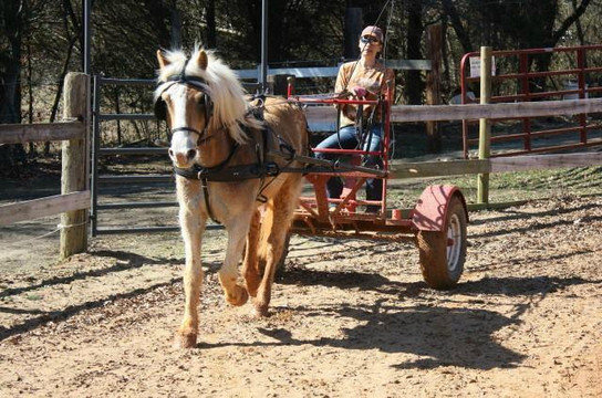 Gold Leaf Training-Kernersville必去景点