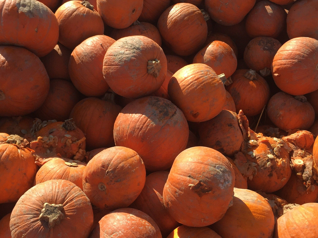 Green Meadows Farm (Queens)-Floral Park必去景点