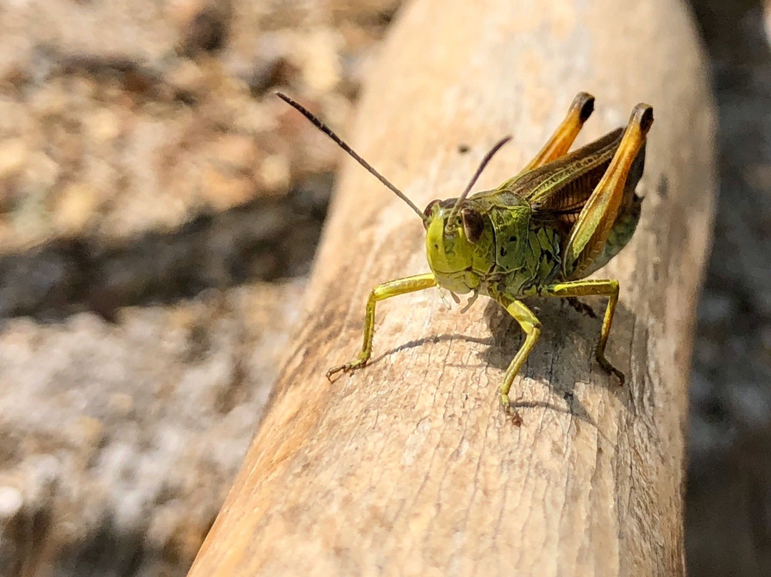 Gasthaus Heiligkreuz主图