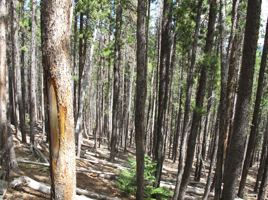 Upper Beaver Meadows Trailhead-落基山国家公园必去景点