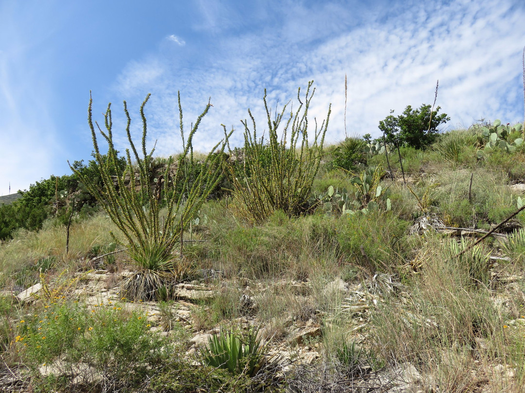 McKittrick Canyon Nature Trail景点图片