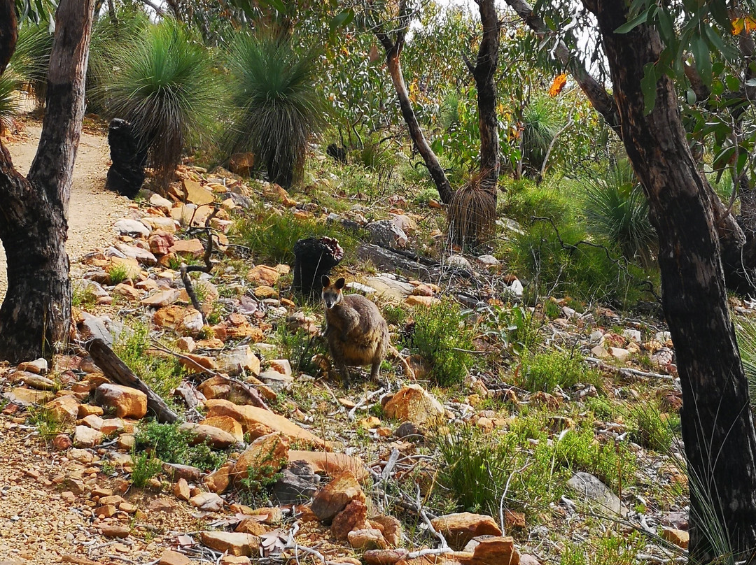 The Picaninny (Bainggug)-Dunkeld必去景点