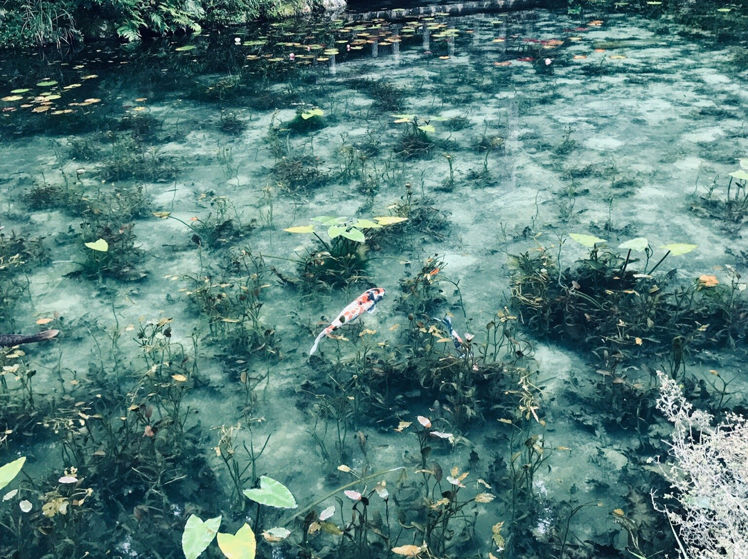 Monet’s Pond景点图片