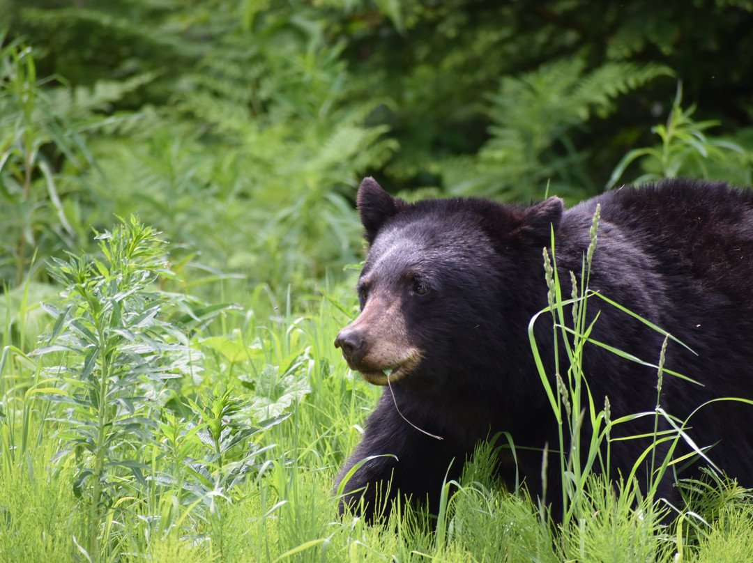 The Callaghan's Base At Alexander Falls-惠斯勒必去景点