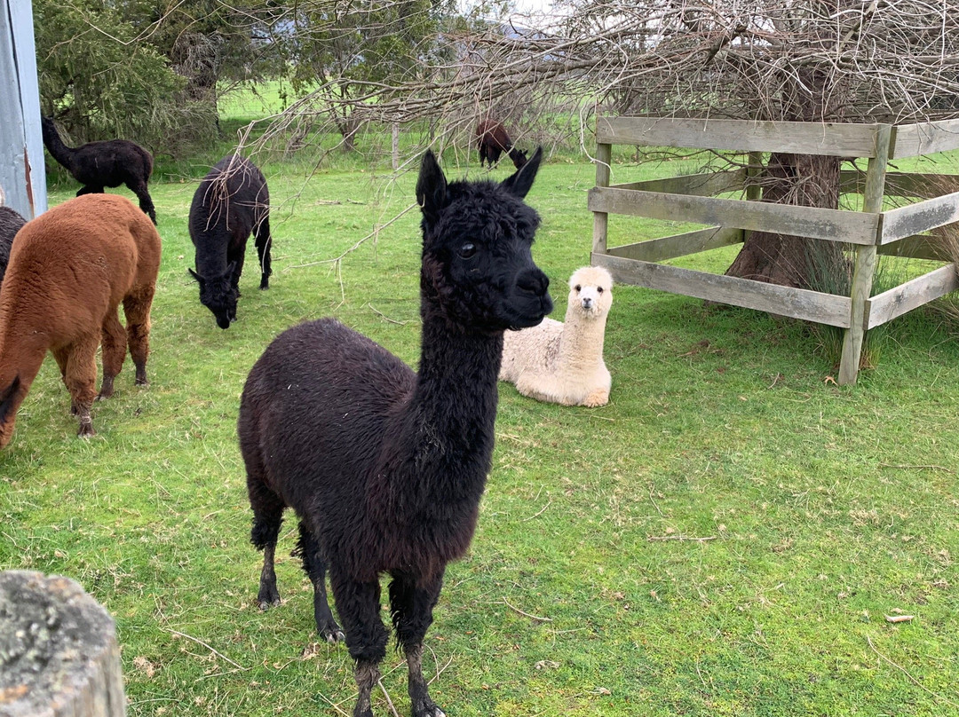 The Big Bouquet-希尔斯维尔必去景点