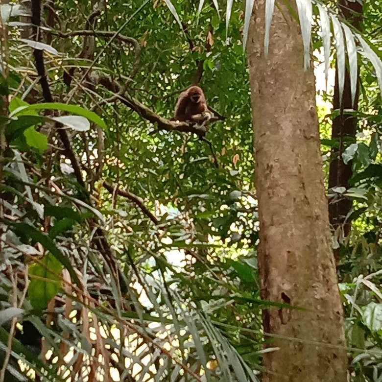 Bukit Lawang - Jungle Trekking Sumatra-武吉拉旺必去景点