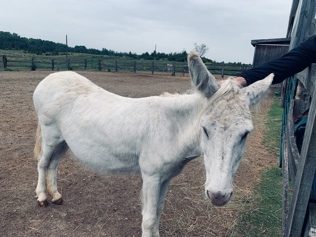 Donkey Sanctuary Of Canada-Puslinch必去景点