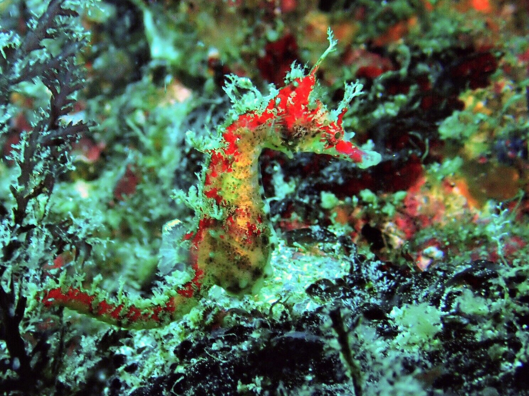 Izu Oceanic Park Diving Center - I.O.P.景点图片