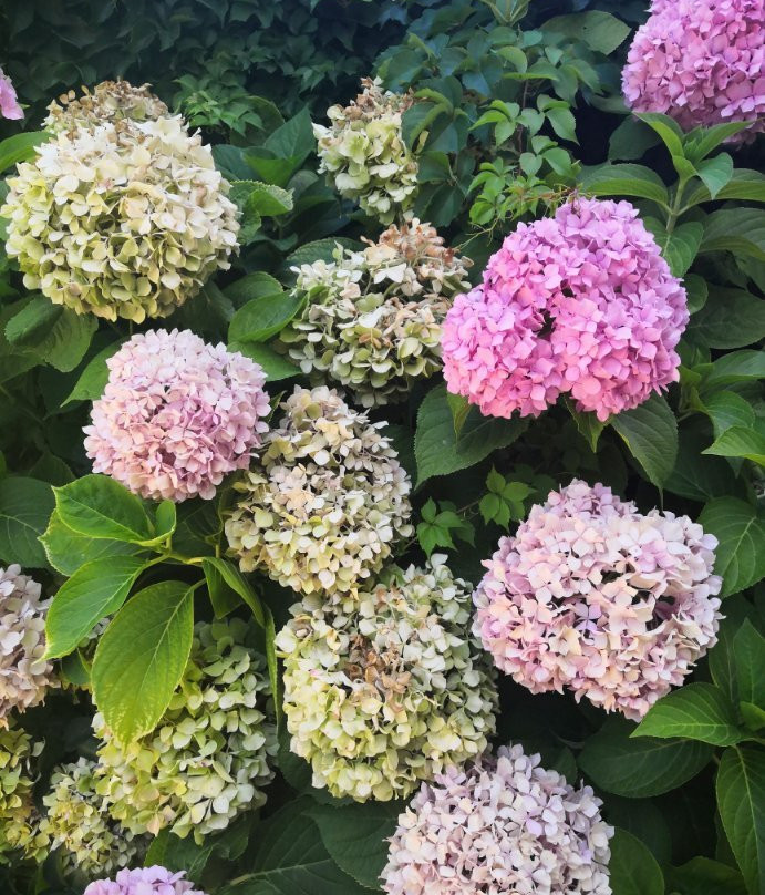 泛西恩菲洛克希尼亚酒店主图