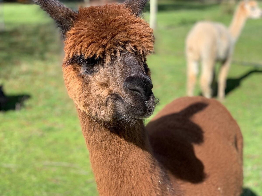 The Big Bouquet-希尔斯维尔必去景点