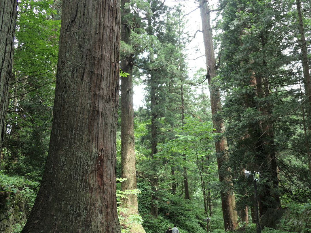Mt.Haguro- Cedat Trees along the Approach景点图片