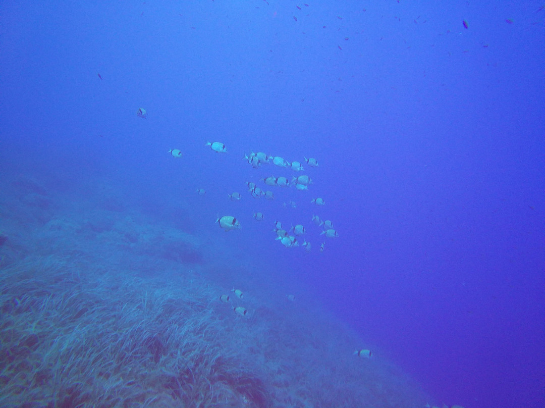 Diving Center Argentario Scuba Point景点图片