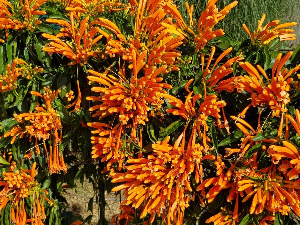 Jardim Botanico De Americana-Americana必去景点