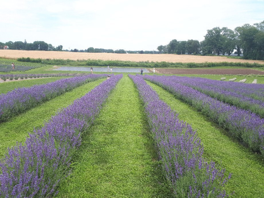 Apple Hill Lavender景点图片