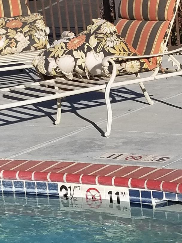 Holiday Inn Express & Suites Tehachapi Hwy 58/mill St. by IHG主图