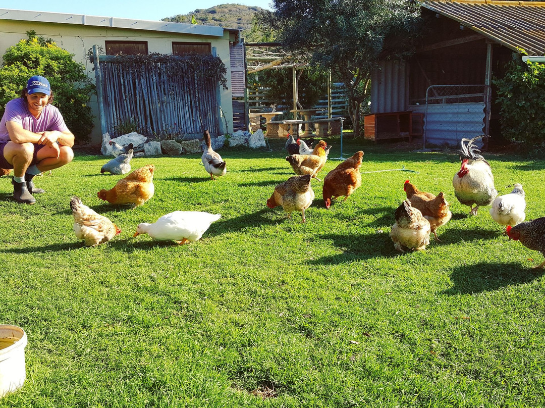 Wild Olive Guest Farm主图